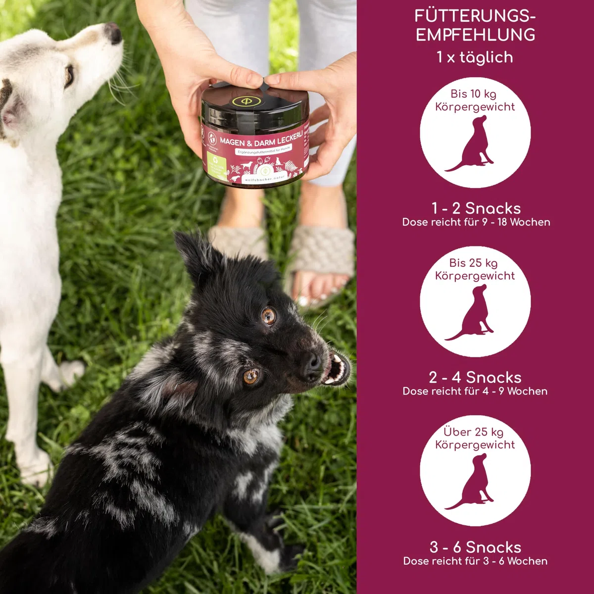 Verdauungs-Snack für Hunde | Magen & Darm Leckerli 4 x | Leckerlis mit präbiotischer Hefe & Kräutern | Rein natürlich, Unterstützt Darmflora & normalen KOT