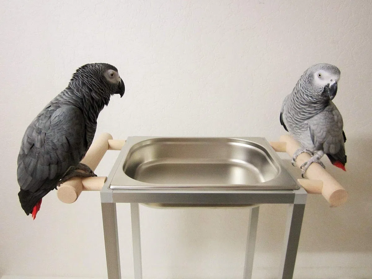 Vogel Badewanne Vogelbadehaus Vogelbadewanne Papageien Badehaus Vögel Papageien Vogelkäfig, Voliere