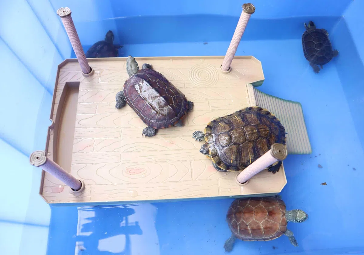 Schildkröte Schwimmende Sonnenplattform, schwimmende Sonnenplattform, Schildkröten-Baskingplattform mit Leiter,Schildkrötenlebensraum, Schildkröten-Tank-Zubehör (Groß)