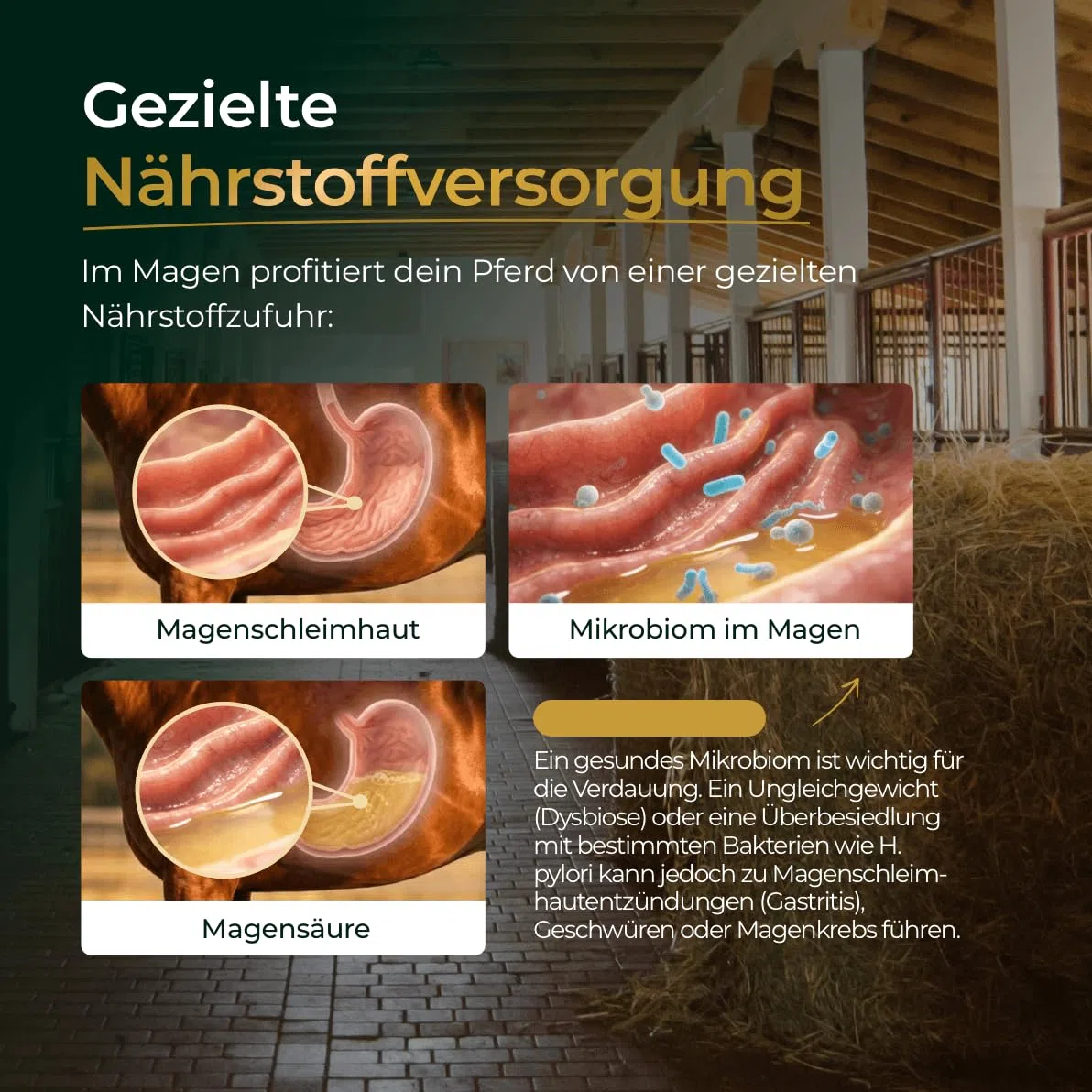 Magen 1,5kg - Diätergänzungsfuttermittel für Pferde | mit L-Glutamin, L-Threonin, Magnesiumglycinat & 750 Mrd. Hefekulturen - Made in Germany