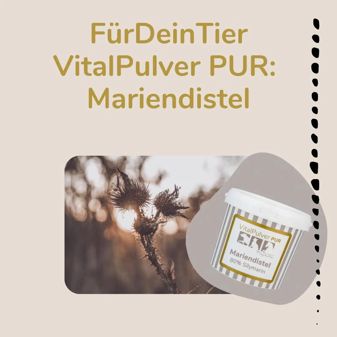 Für Dein Tier VitalPulver Pur | 100% Mariendistel (1 x 1,5 kg) | Silybum marianum Pulver mit 80% Silymarin | Ergänzung der Fütterung für Hunde, Katzen und Pferde | Unterstützt die Leberfunktion