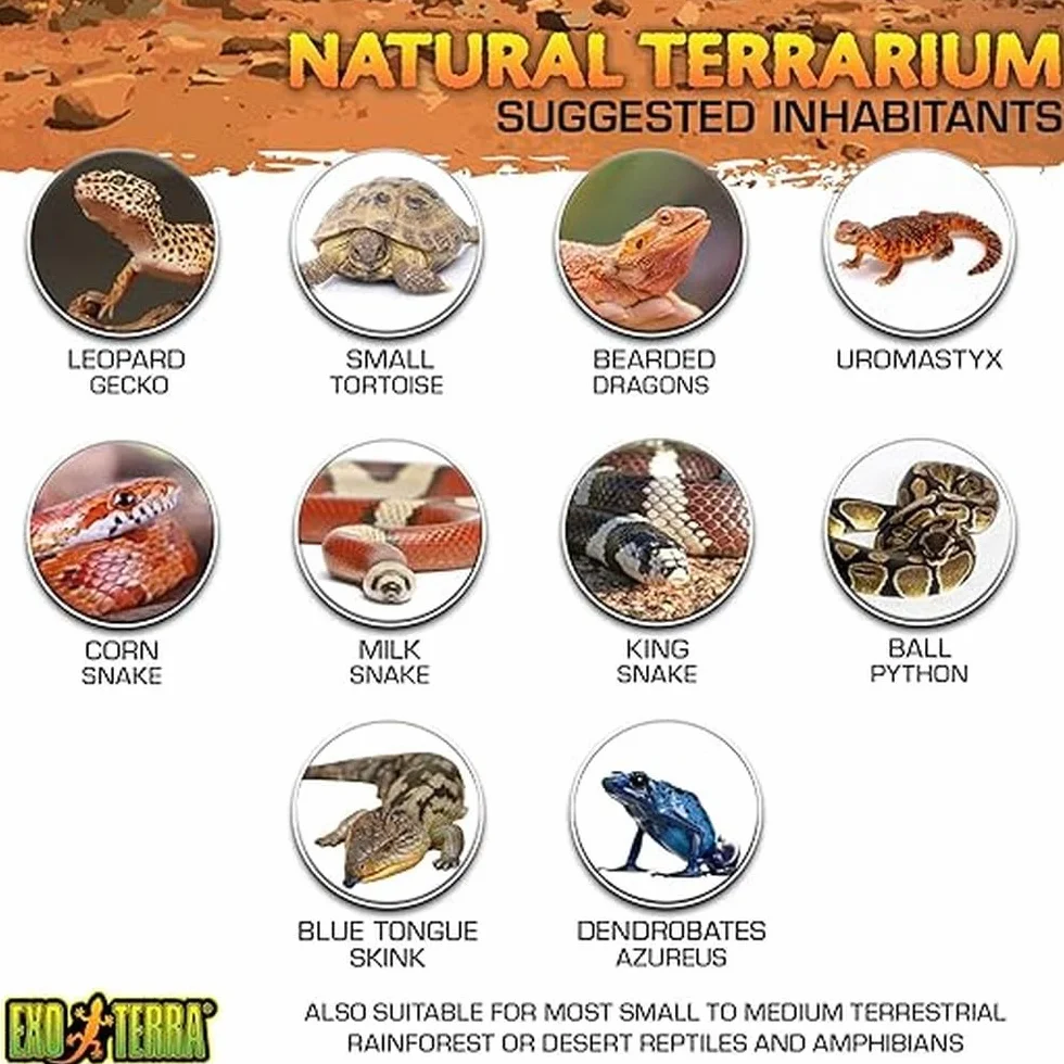 Exo Terra Natural Terrarium Nano Wide, Glasterrarium mit Steinmotivrückwand & Dual-Türsystem, ideal für Wirbellose & kleine Amphibien, 20 x 20 x 20 cm