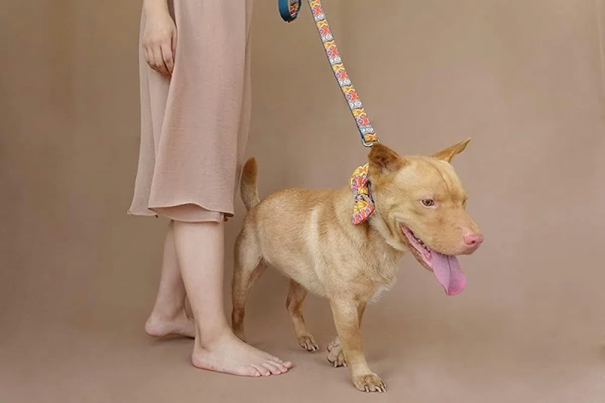 Hundehalsband mit Fliege, kreative Hundehalsbänder und -leinen im ethnischen Stil, 5 Größen-Halsband mit Fliege, Leine-L